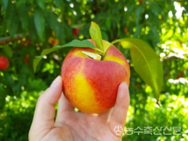 왼쪽 사진은 경복 육종농원에서 올해 생산한 금홍 복숭아의 모습