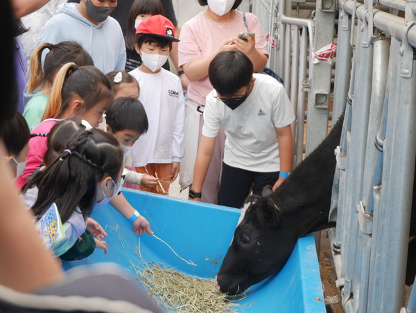 아이들이 송아지에게 건초를 주고 있다. 