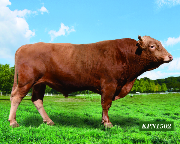 '2022년 하반기 보증씨수소'로 선발된 KPN1502.