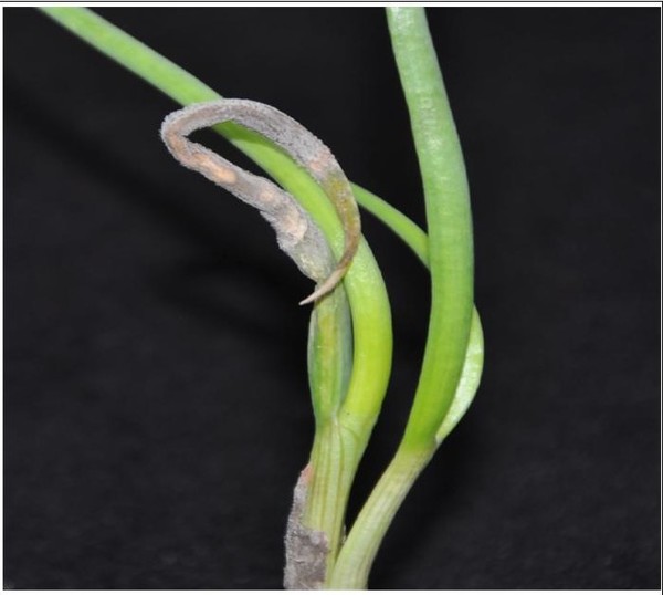 쪽파에 나타난 잿빛곰팡이병 병징