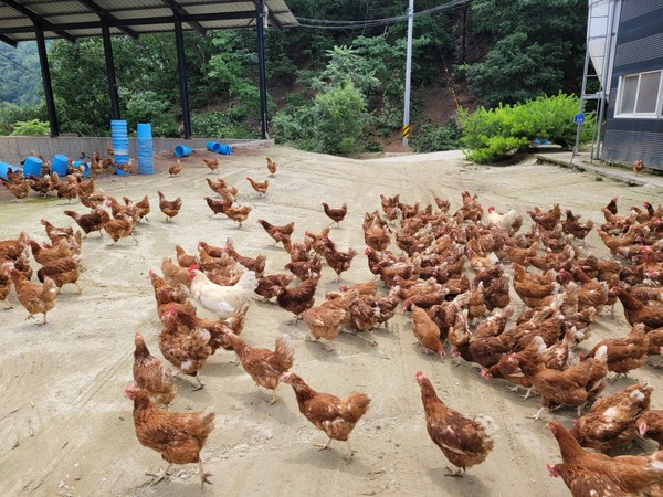 철저한 위생환경관리하에 자연방사로 사육되고 있는 닭.