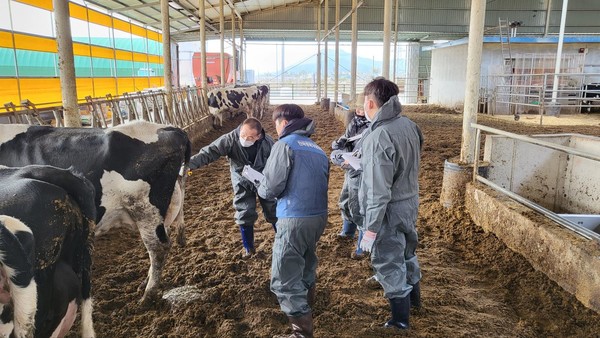 젖소선형심사 현장 교육 잔행 모습.