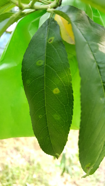 세균구멍병 감염 잎의 초기 증상