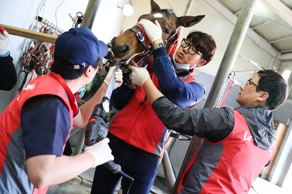 한국마사회 수의사들이 부상당한 경주마의 재활을 돕기 위한 활동을 펼치고 있다.