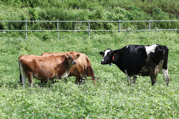 저지종(왼쪽) 젖소와 홀스타인종(오른쪽)