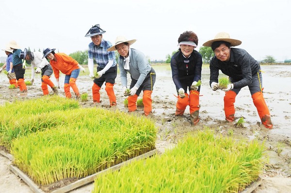 지난 18일 모내기 행사에서 장순석 조합장(오른쪽에서 세 번쩨)과 황준구 농협서울본부장(오른쪽 첫 번째) 등 참석자들이 손모내기를 하고 있다.