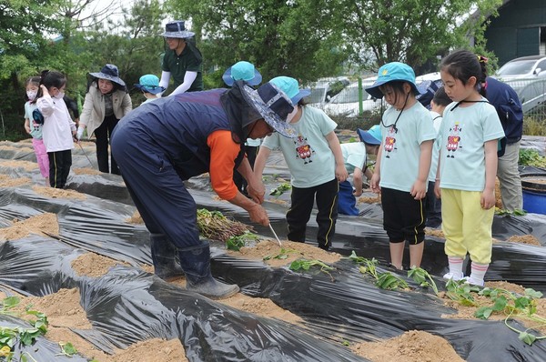 어린이들이 농협 직원의 도움을 받아 고구마 심기 체험을 하고 있다.