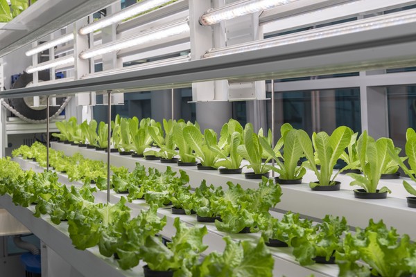 수직농장 전경.