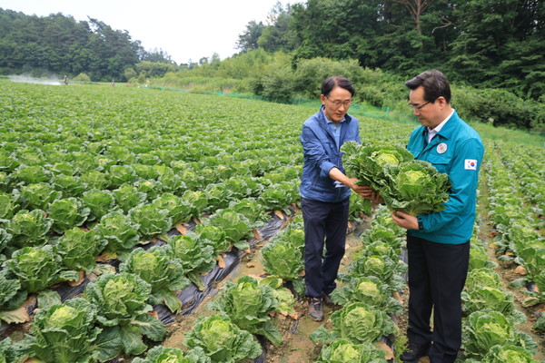 정황근 농식품부 장관(오른쪽)이 여름배추 생육상황을 살펴보고 있다.