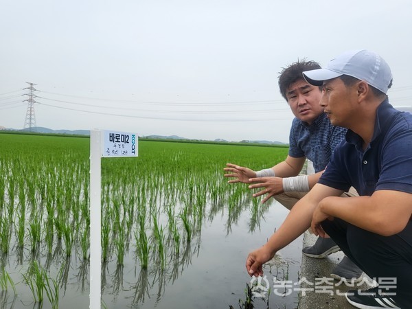 가루쌀 품종인 바로미2를 재배 중인 논에서 두건민 대표와 사진식 팀장이 대화를 나누고 있다.