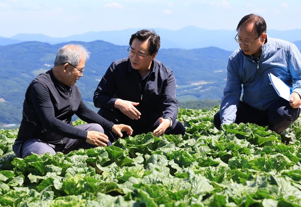 정황근 농식품부 장관(가운데)이 여름배추 생육 상황에 대해 묻고 있다.