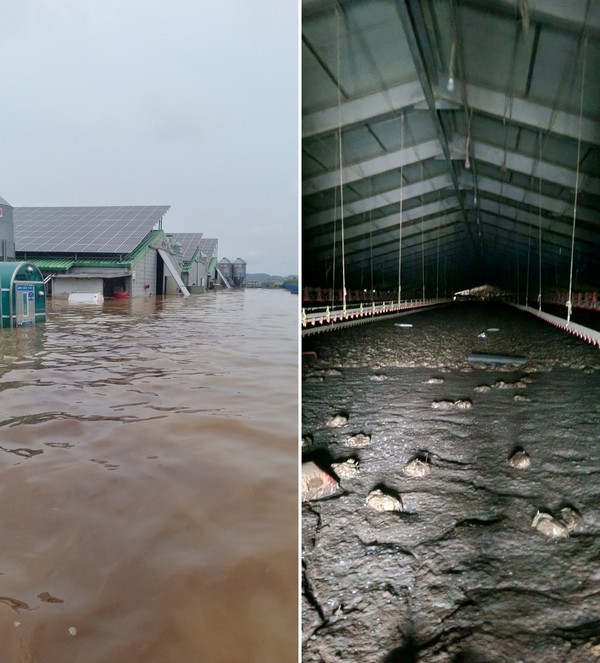 폭우 피해 복구 작업이 더뎌 악취 등 2차 피해가 발생하고 있어 신속한 복구 작업이 요구되고 있다. 사진 왼쪽은 지난달 폭우가 내린 전북 익산의 육계농장 외부 모습, 오른쪽은 최근 계사 내부 모습. 