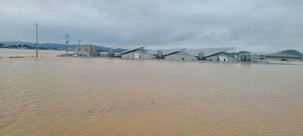 지난달 발생한 폭우로 물에 잠긴 육계 농장.