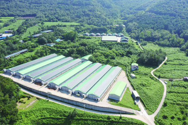 원종오리를 생산하는 한국원종오리 농장 전경.