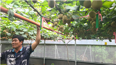 성산 지역 ‘감황’ 재배 농가