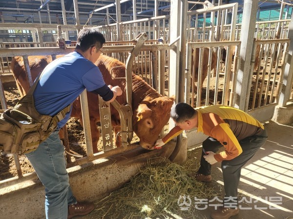 농협경제지주 축산경제는 지난 22일 한우 씨수소와 우수 유전자원을 보유한 농협 가축개량원(한우개량사업소, 젖소개량사업소, 영양분산장)의 소 3373마리에 대한 백신접종을 완료했다.
