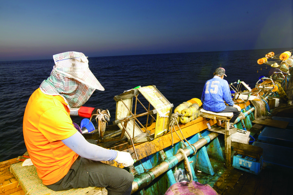동해지역의 오징어 어획량이 급격히 감소하면서 어업인의 경영난이 심화되고 있다. 사진은 조업중인 오징어 채낚기어선.