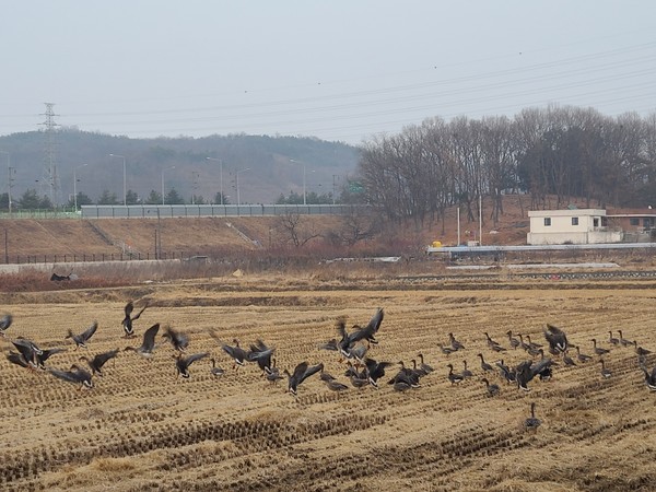 본 사진은 기사와 직접적인 관련은 없음. 사진은 인천 서구지역의 한 논에서 겨울을 나는 철새 모습.