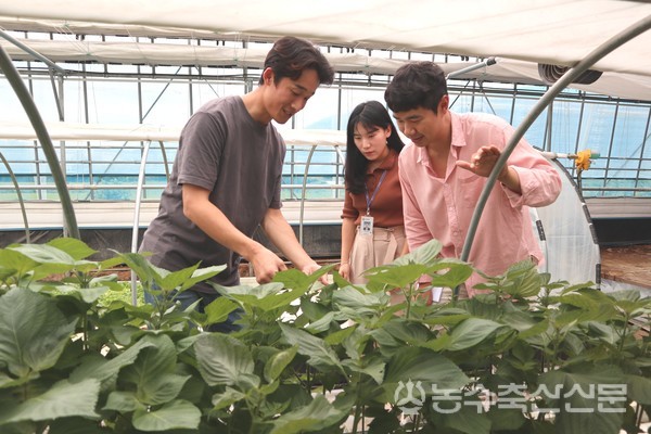 김길용 시설원예분과 대표(오른쪽 첫 번째)가 회원 농가에서 황혜림 주무관(가운데)과 함께 시설재배 노하우 등을 공유하고 있다.