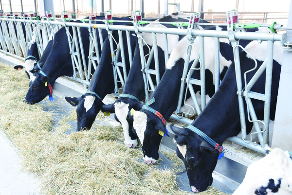 올해 젖소 사육마릿수는 지난해보다 감소할 것으로 예상되고 농가들의 사육 의향이 낮아짐에도 불구하고 전체적인 젖소 가격이 좋지 않을 것으로 전망된다.