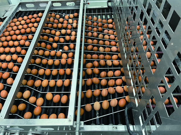 올해 산란계 사육마릿수와 일 평균 계란 생산량은 지난해보다 증가할 것으로 전망된다. 이에 산란계업계에서는 수급 과잉을 우려하고 있다.