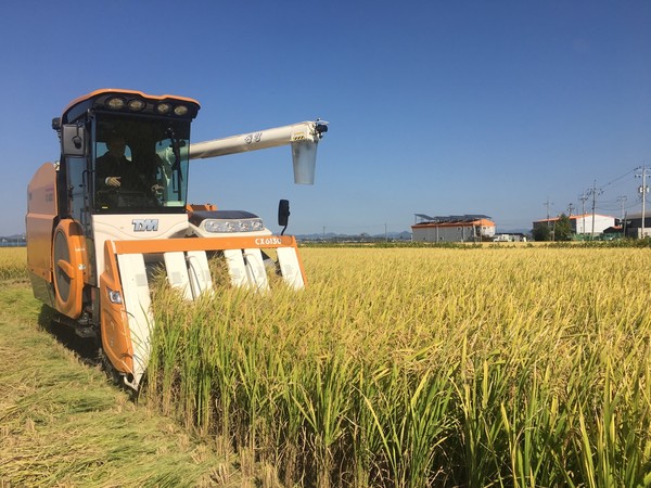 가루쌀 수확 모습