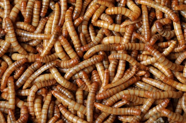 국내와 미국·유럽 등 세계적으로 많이 사용되는 식용곤충인 갈색거저리의 유충.