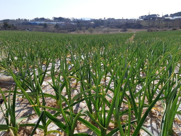 홍성군농업기술센터는 마늘·양파 재배 농가에 작물 월동 후 관리를 철저히 할 것을 당부했다.