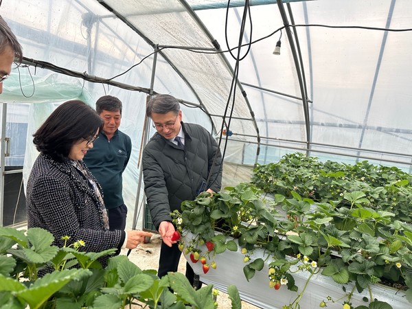  서효원 농촌진흥청차장이 담양군 담양읍에 있는 딸기 농가를 방문해 생육 상태를 보고 있다. 