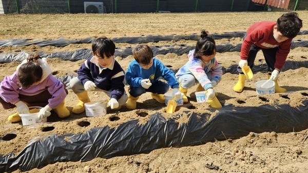 아산 흰돌유치원 원아들이 직접 밭에서 감자를 심고 수확하면서 농업의 가치를 생생하게 배울 수 있는 체험 프로그램을 지난 14일 진행했다.