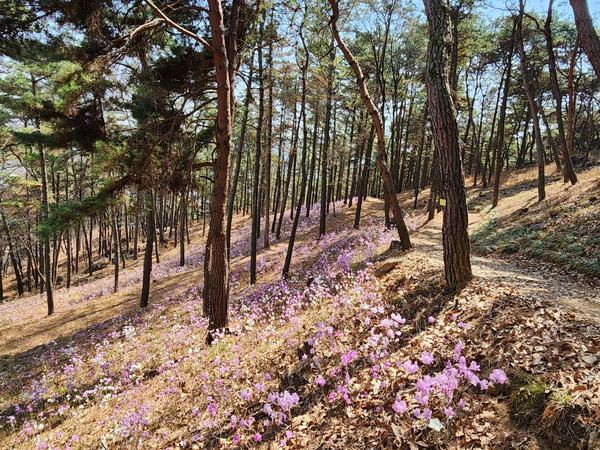 청양군 우산 산림조경 숲에 있는 백진달래와 분홍 진달래 꽃망울이 하나둘씩 모습을 드러냈다.