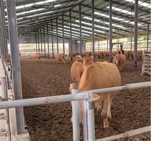 강진 장수팜 농장 모습. 넓은 사육 공간이 인상적이다.