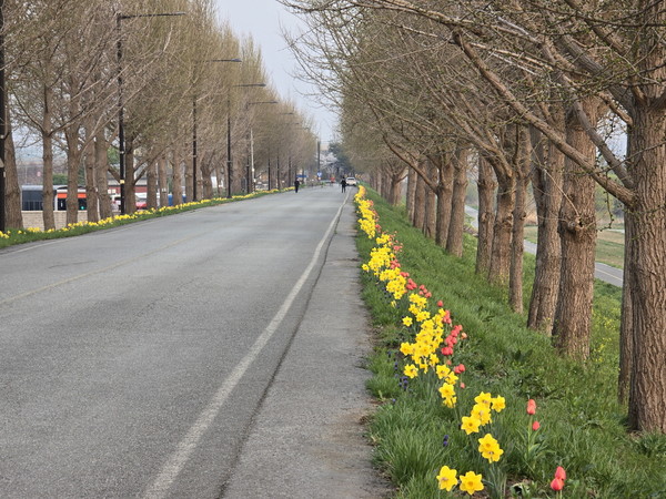 은행나무길화장실에서 백암배수장(탕정방향) 400m 구간에 조성한 아산시 은행나무길 다목적광장이 수선화와 튤립이 줄지어 만개해 아름다움을 선사하고 있다.
