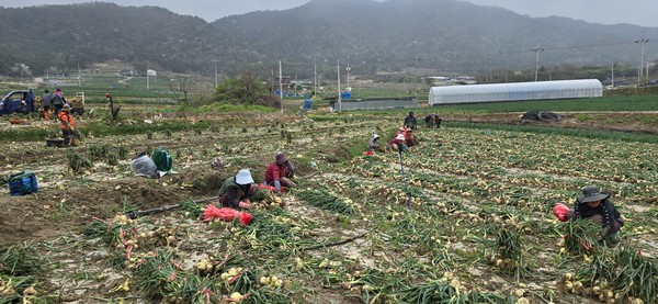 전남 고흥군 금산면의 조생 양파 수확 현장