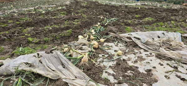 지난겨울 냉해와 잦은 강우에 따른 일조량 부족으로 고흥 지역 조생 양파 작황은 예년에 비해 10% 이상 감소했다. 더불어 양파 알이 작고 분구 등 상품과의 비율이 높아 실질적 생산량은 더 줄어들 것으로 보인다.