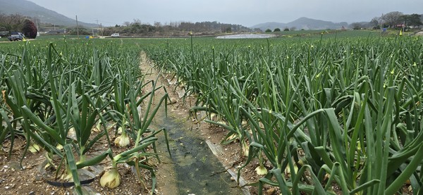 흐린 날씨로 양파 수확 작업이 더딘 가운데 야속하게 양파 추대만 올라오고 있다.