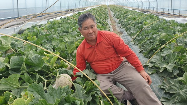 최고가 케이쓰리 멜론을 재배한 임주섭 농가