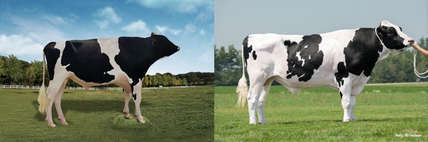 올해 신규로 선발한 A2 보증씨수소 ‘베네핏 208HO 00831’(사진 왼쪽)과 ‘홀스슈 208HO 00356’(사진 오른쪽) 