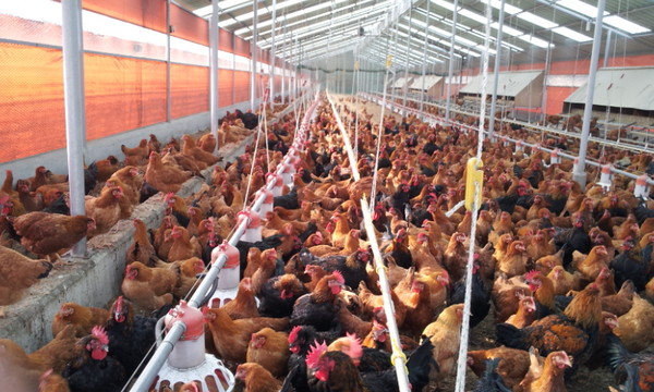 우리맛닭 씨닭.