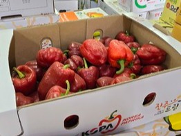 언제 들어왔는지 알 수 없는 파프리카는 이미 표면이 쭈글쭈글해진 채 방치돼 있었다.