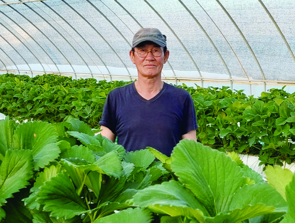 유만조 황금딸기농장 대표