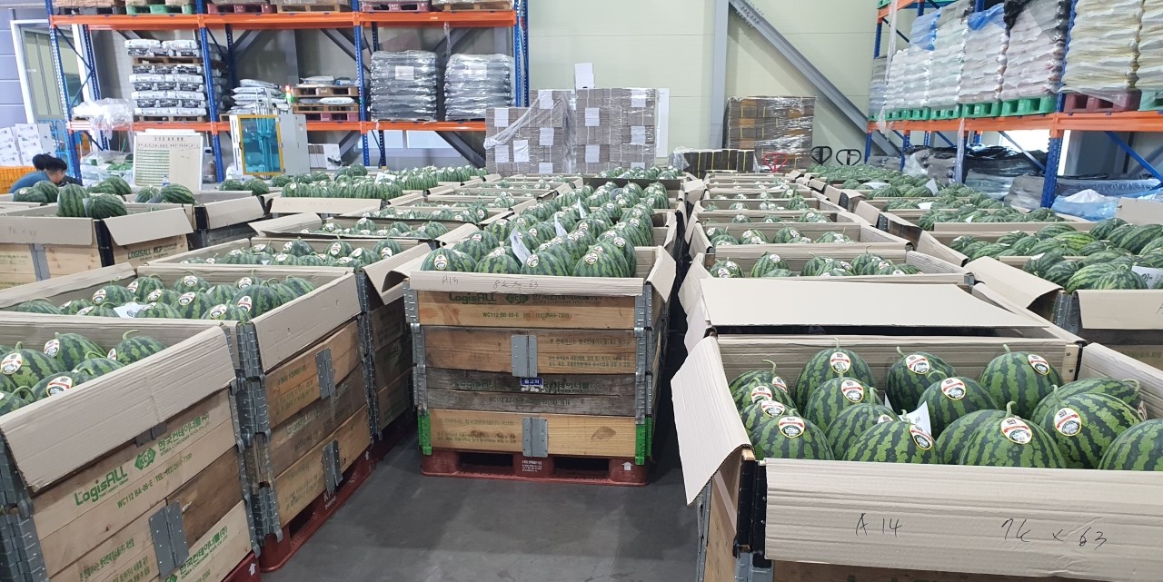  공공급식지원센터에 적재된 싱싱세종 봄수박