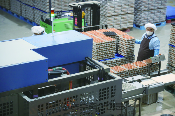 한국양계농협 평택유통센터는 고품질의 신선란을 공급하기 위해 철저한 품질관리를 유지 중이다. 사진은 선별·포장 작업중인 평택유통센터.