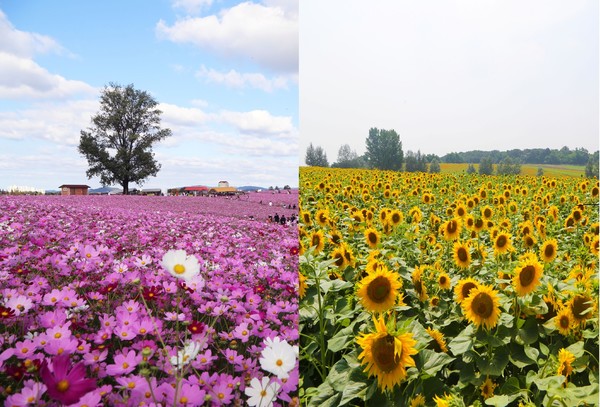 안성팜랜드 코스모스와 해바라기.