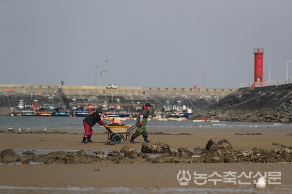 정부가 추진하는 마을어장 임대사업은 제도적 근간을 흔들 우려가 있다는 우려와 어촌소멸을 막기 위한 어쩔 수 없는 정책이라는 시각이 공존한다.