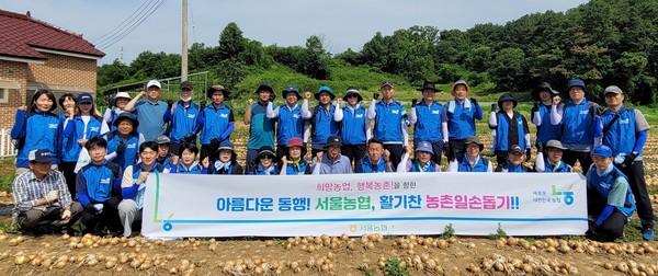 농협서울본부는 25일 농협은행 지점장협의회 구성원들과 안성 농가의 일손을 도왔다.(1열 왼쪽 10번째부터 장용순 삼죽농협 조합장, 김상수 농협서울본부장, 강승구 농협은행 서울지점장협의회 회장)