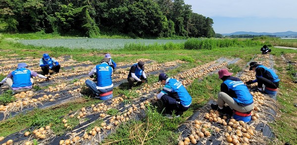 서울농협 임직원들이 양파 재배 농가에서 양파를 수확하며 일손을 돕고 있다.