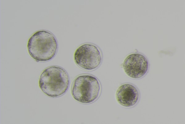 저지종 수정란 사진.