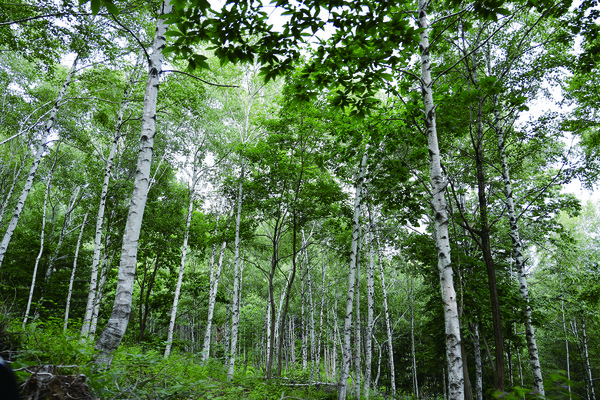박정희 회장이 조림하는 자작나무 숲