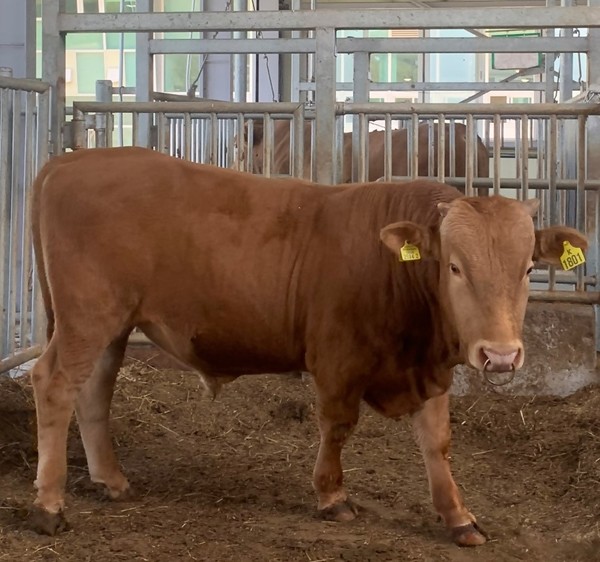 저메탄 보급 활성화를 위한 정책은 수립됐지만 아직까지 국내에서 메탄저감물질로 인정 받은 물질이 없는 상황이다. 사진은 본 기사와 연관 없음.